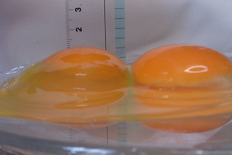 若鳥の卵と1年経過後の卵比較