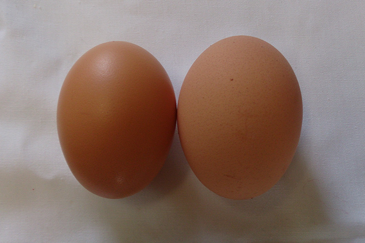 若鶏の卵比較