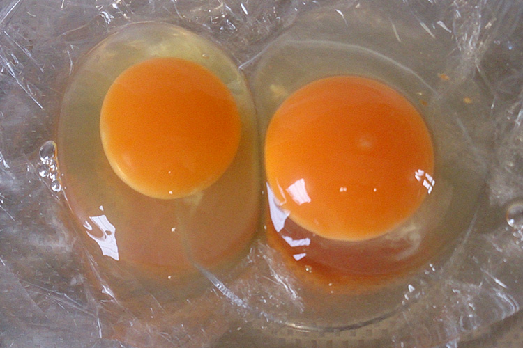 若鳥の卵と1年経過後の卵比較